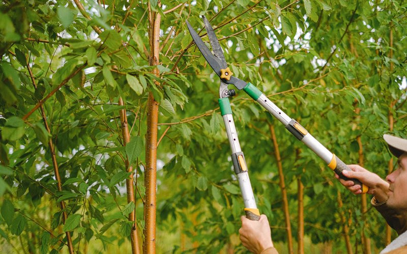 Tree trimming in Avawam, KY